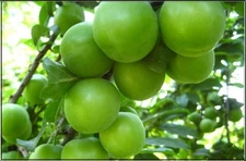 Erik Besin Değerinin Vücuda Faydaları Nelerdir? Erik Besin Değerinin Vücuda Faydaları Nelerdir?